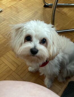Malteser Mix Maltipo Mädchen - München