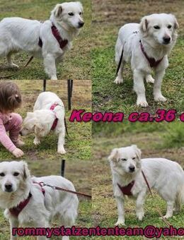 Keona ist freundlich und aufgeschlossen - Schafflund