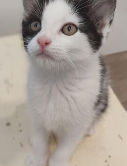Katzenbabys Kitten - Bamberg