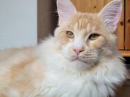 Kastriertes Maine Coon Dreamteam sucht Kuschelzuhause - Borken