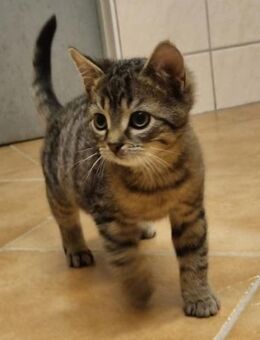 Mac, süßer Jungkater - Heinsdorfergrund