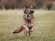 Loui, fitter Senior - Bückeburg