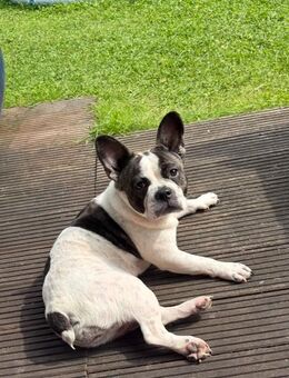 Französische Bulldogge zum abgeben - Hamburg