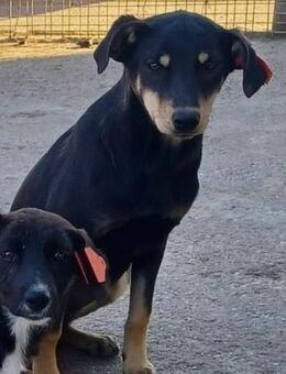 🐾 Cadela sucht ihre Menschen - Neuried (Baden-Württemberg)