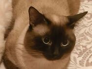 Reinrassiger Siam Kater, Siam Katze - München Bogenhausen