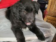 Bordercollie Mix Welpen noch 1 Rüde! - Möckern Grabow