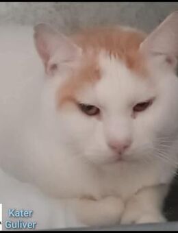 Großer Bär Guliver - dringend - Margetshöchheim