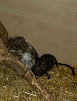 3 Degu Weibchen - Potsdam
