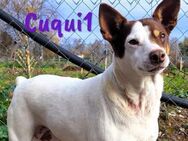 Cuqui1 entspannt & lieb 06/19 ESP - Ruppertsecken