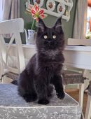 Maine Coon Katerchen in black sucht noch das passende Zuhause in 01705