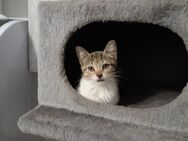 Bhk_ehk kitten - Dortmund