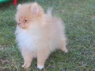 Pomeranian Welpen schöne Bärchengesichter suchen tolle Familien - Eichenzell