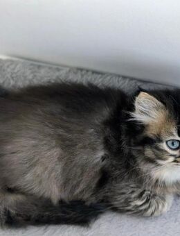 BKH Britisch Kurzhaar Kitten Katerchen - Sigmarszell