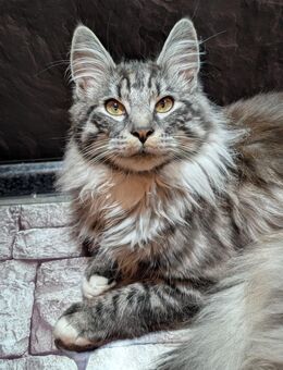 Main Coon Youngstars suchen ihr Traumzuhause - Trier