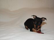 5 Süße Zwergpinscher Welpen. - Dreisen