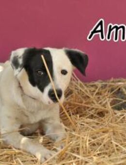 Amicia möchte dich als Familie - Essingen (Rheinland-Pfalz)