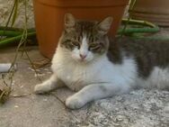 Nemo - liebevolle Kater sucht Zuhause - Walluf