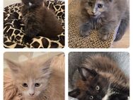 Maine Coon Kitten - Herzberg (Harz)
