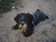 Shih tzu Mix Welpen vom 18.03.25 - Banzkow