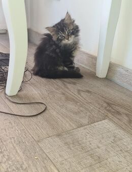 Maine Coon Antonio black tabby geimpft entwurmt mit Starterpaket - Leipzig