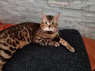Bengal Cat (Deckkater) DIEGO - Wetzlar