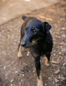 255299 - freundlich und lernbereit - Overath