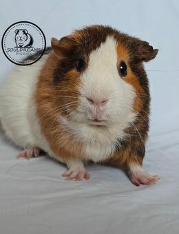 ZAZOU d Glatthaar goldagouti Meerschweinchen WEIBCHEN - Dortmund
