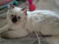 Ragdoll mädel - Viersen