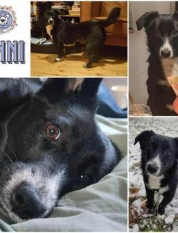 ANNI * unkompliziertes Hundekind - Duisburg