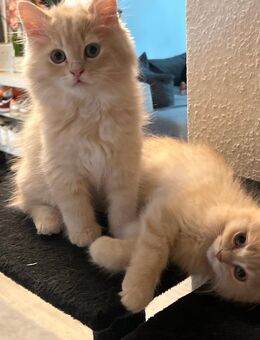 2 BKH BLH Kitten suchen noch ein Zuhause - Berlin Mitte