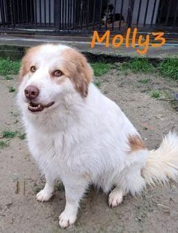 Molly3 neugierig und offen 05/22 GRC - Ruppertsecken