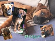 Rhodesian Ridgeback Mix Welpen 4,5 Monate - Germaringen