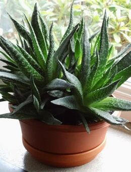 Sukkulente Gasteria Hybride D Due? gesunde Zimmerpflanze Deko 5,- - Flensburg