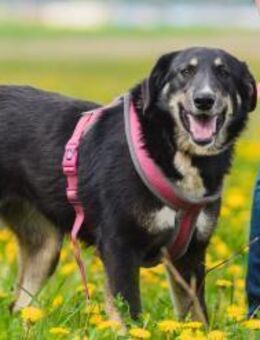 Blume - möchte bei dir erblühen! - Salzwedel (Hansestadt) Zentrum