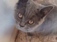 Katzen BKH - Nalbach