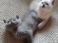Reinrassige BKH - Blue Point Kätzchen Kitten zu verkaufen. - Markt Rettenbach