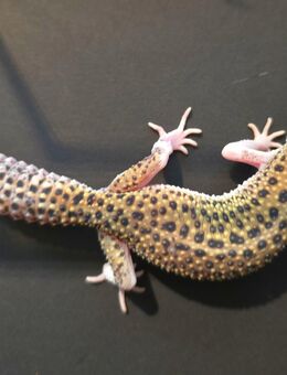 0,1 Eclipse Leopardgecko - Kiel Ellerbek