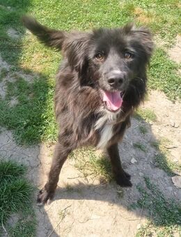 Aktiver Dreibeiner OZZY (9 Mon.) sucht fröhliche Menschen - München