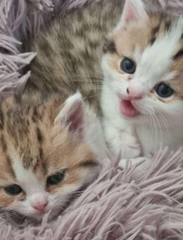 Bkh Kitten BLH weibchen - Blankenfelde-Mahlow