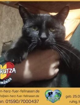 Negrutza wartet auf ihr Happy Home! - Waakirchen