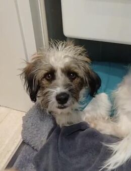 liebevolles Zuhause gesucht für NINA - Kreuth