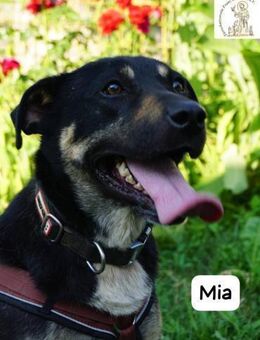 Mia Action, Herz und Pfotenpower! - Kissing