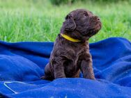 Labradoodle Welpen suchen eine tolle Familie - Aachen