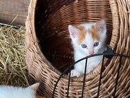 Katze abzugeben - Bergkamen Zentrum