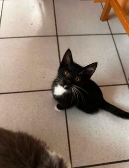 Baby Katzen - Celle