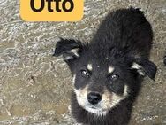 Otto, noch unsicherer Junghund - Heinsdorfergrund