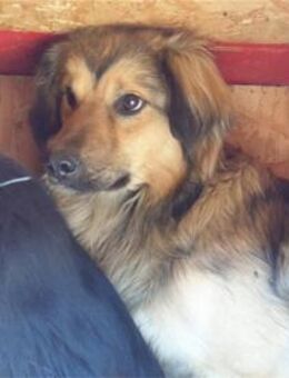 Wujama - Pflegestelle oder Zuhause gesuc - Oberwies