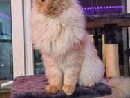 Maine coon Kater zu Verkaufen - Oberhof