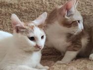 ❣️Katzenbabys Ron & Fred❣️ - Eislingen (Fils)