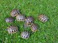 Griechische Landschildkrötenbabys zu verkaufen! in 24576